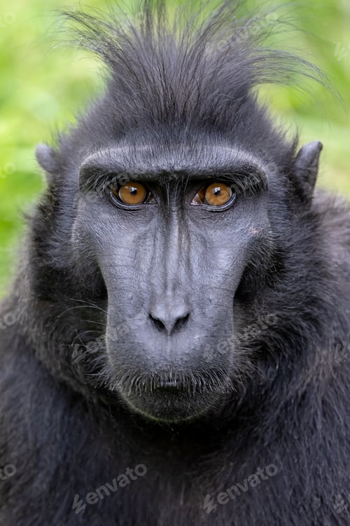 Preview: Celebes crested macaque (Macaca nigra)