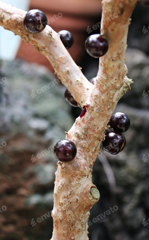 Preview: Jaboticaba cherries at trunk tree