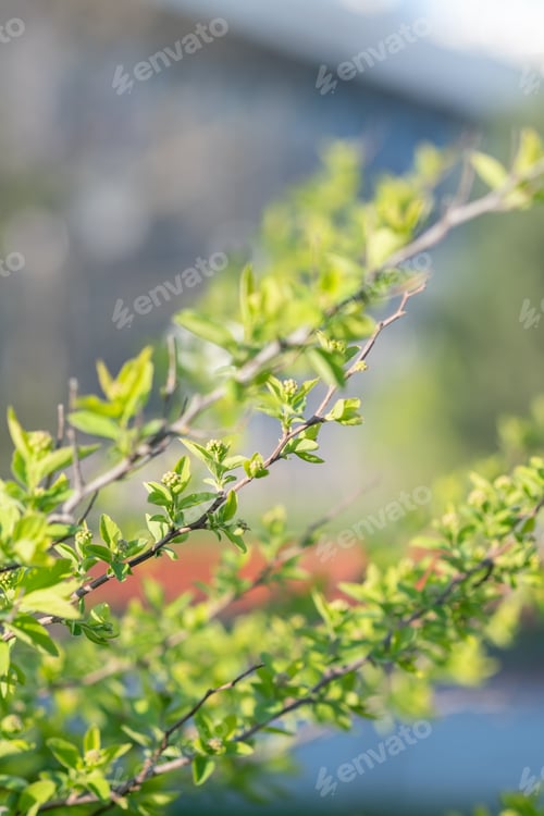 Preview: A branch with young leaves in natural conditions in spring.