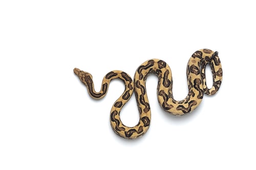 Preview: The viper boa isolated on white background