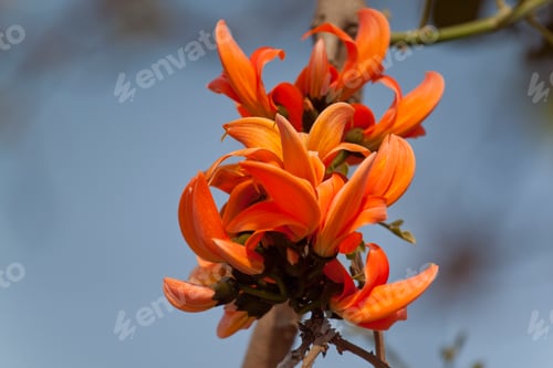 Preview: Polash flower in full bloom