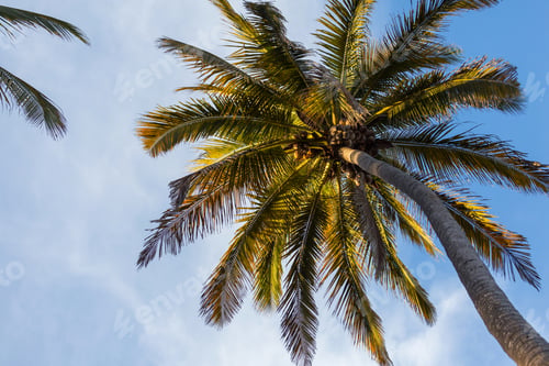 Preview: Palm plantation