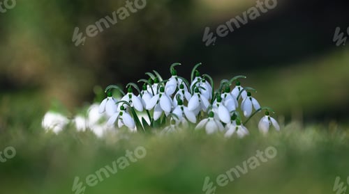 Preview: Growing snowdrops with white flowers in the middle of the forest, spring flowers.