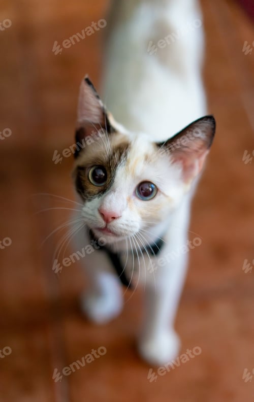 Preview: Closeup vertical shot of a cute cat under the daylight