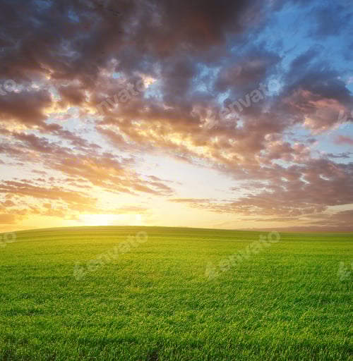 Preview: Sunrise in grean meadow.