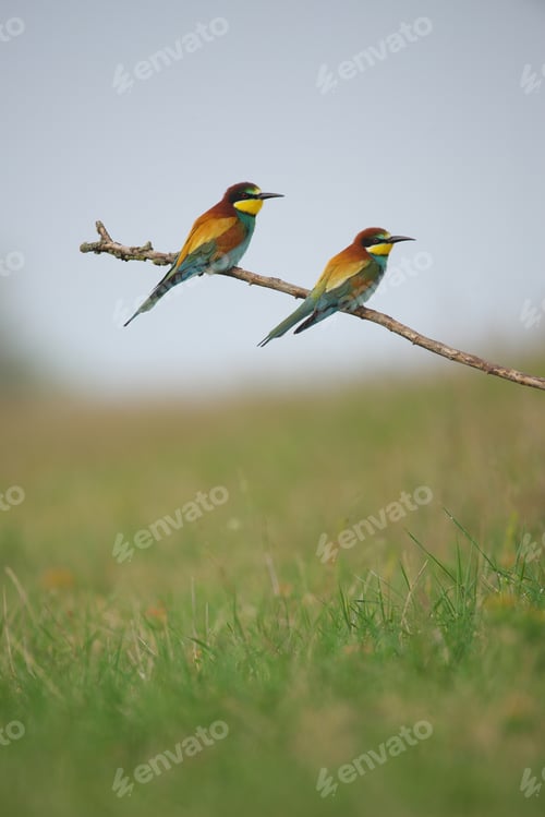 Preview: European Bee-Eater