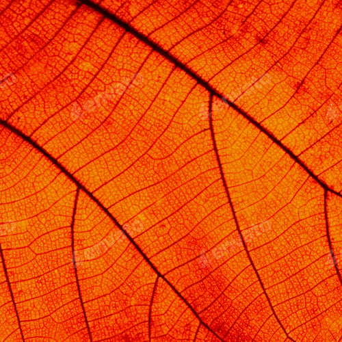 Preview: leaf abstract