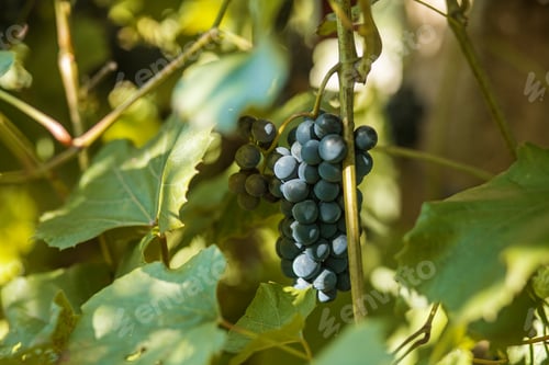 Preview: Harvesting. Close-Up of Ripe Grapes Hanging on Vine