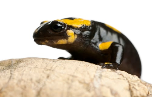 Preview: Fire salamander on rock, Salamandra salamandra, in front of white background