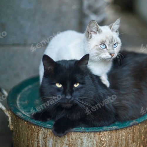 Preview: Two cats resting together black and white feline companionship with blue eyes