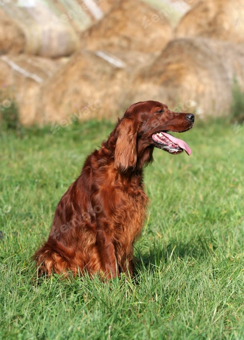 Preview: Beautiful panting hunting dog sitting in the field