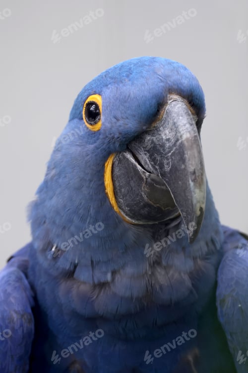 Preview: The hyacinth macaw (Anodorhynchus hyacinthinus), or hyacinthine macaw closeup photo.