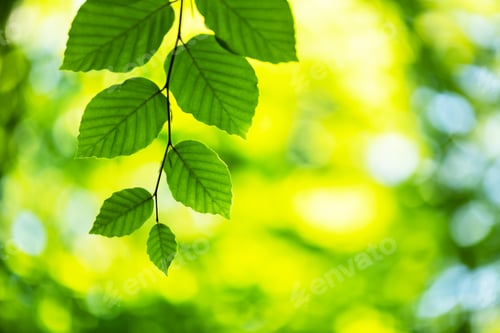 Preview: Closeup nature view of green beech leaf on spring twigs