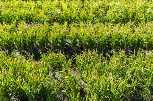 Preview: Paddy green Rice Fields