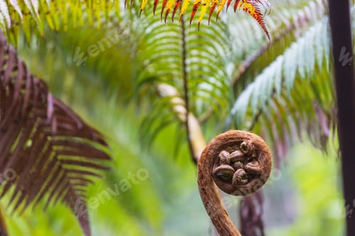 Jungle on Hawaii