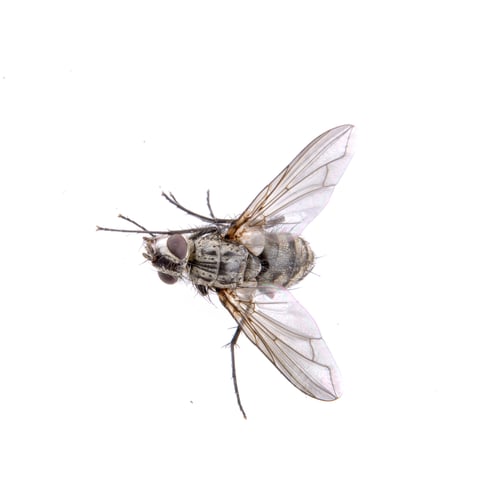 Preview: Grey fly on a black background