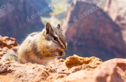 Preview: Chipmunk