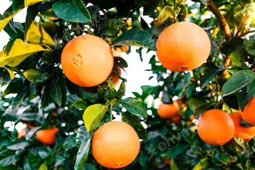 Preview: Ripe oranges on a citrus tree in a Mediterranean orchard.