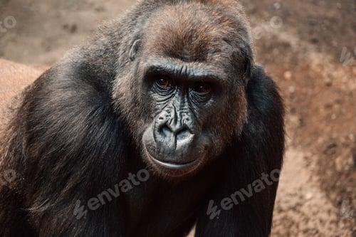 Preview: Intense gaze of a gorilla captured up close, a poignant moment of silent strength and deep thought