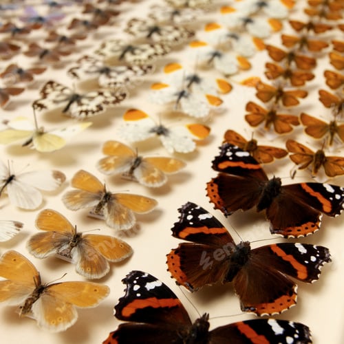 Preview: Collection of butterflies