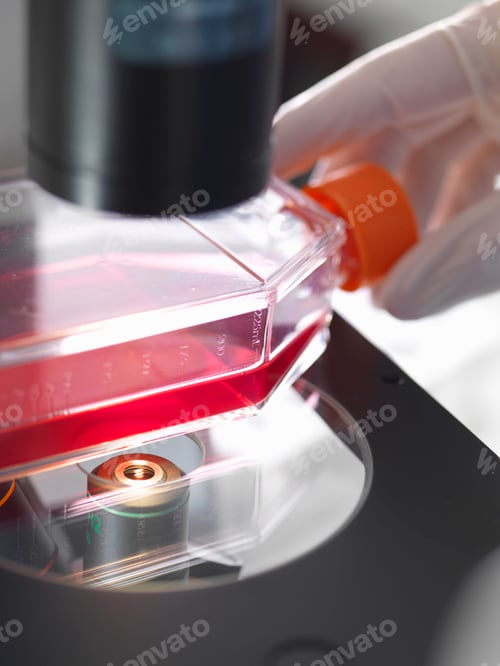 Preview: Flask containing cultures sitting on platform of inverted microscope in lab
