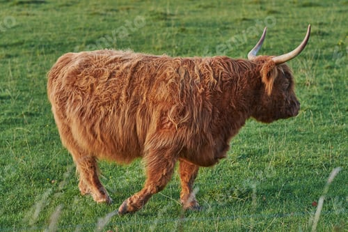 Preview: Highland cows