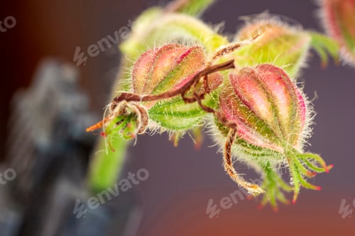 Preview: Close Up of a Fuzzy Seed Pod