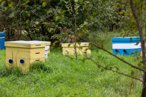 Preview: Beehives In The Apple Orchard