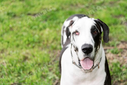 Preview: Handsome close up great dane dog at outdoor green grass park