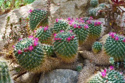 Preview: Blooming Cactus With Pink Flowers Cactacea Mammillaria Polythele Near A Rock In Natural Environment