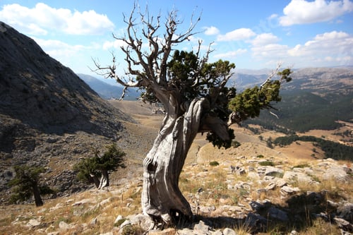 Preview: juniper tree in high mountains