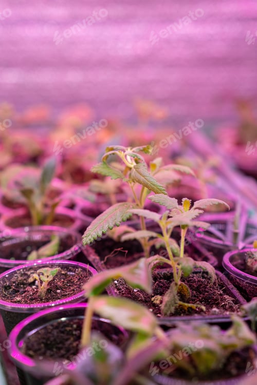 Preview: Growing flower seedlings indoors under full spectrum LED lighting