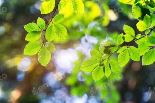 Preview: Closeup nature view of green beech leaf on spring twigs