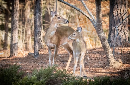 Preview: Doe and a fawn in a Georgia pine forest