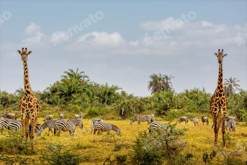 Preview: African Safari Animals in Amboseli National Park