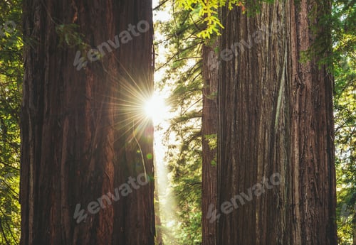 Preview: Two Ancient Redwood Trees and the Sun Between