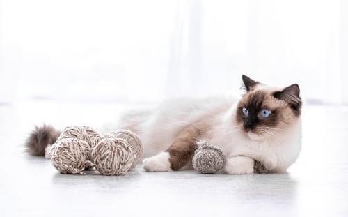 Preview: Ragdoll cat portrait