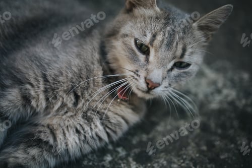 Preview: Adorable domestic cat resting on the floor