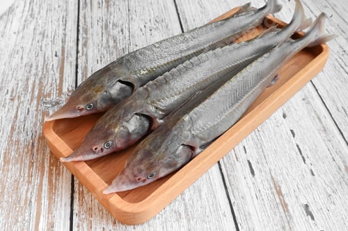 Preview: Raw sterlet fish on a wooden plate with pepper