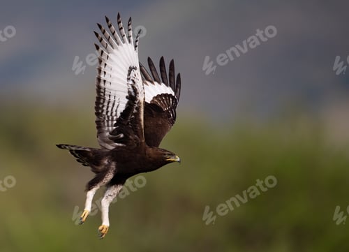Preview: Long-crested Eagle in Africa