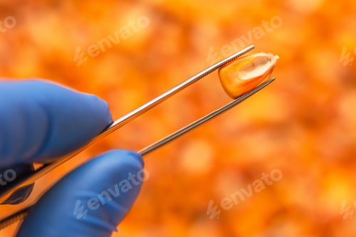 Preview: Scientist examining quality of harvested corn seed kernels