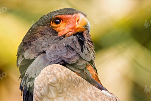 Preview: Closeup shot of a majestic bald eagle.