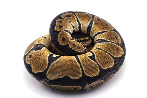 Preview: Snake Ball python isolated on white background