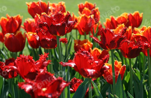Preview: beautiful red tulips