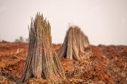 Preview: Cassava farm. Manioc or tapioca plant field. Bundle of cassava trees in cassava farm. Plowed field