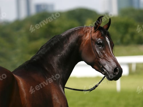 Preview: arabian, horse, mare, stallion, riding