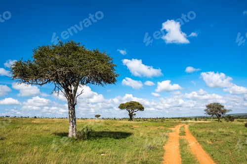 Preview: Acacia Trees at El Karama Ranch, Laikipia County, Kenya