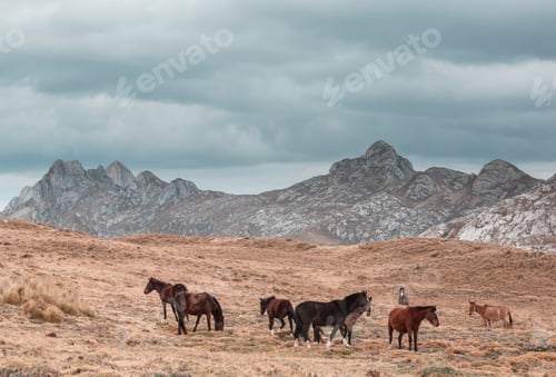 Preview: Horse in mountains