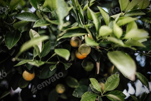 Citrus Fruit Growing Amongst Green Leaves on Tree