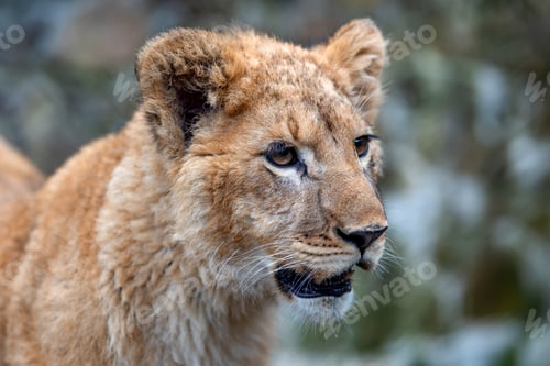 Preview: Lion cub in spring time